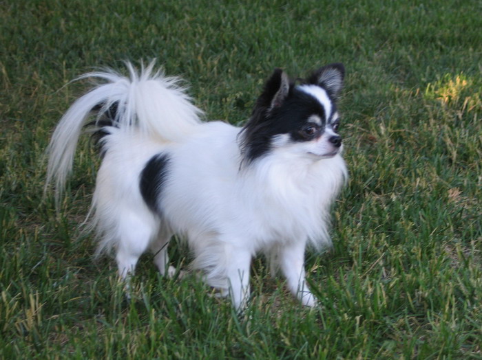 Long hair chihuahua breeder hotsell near me